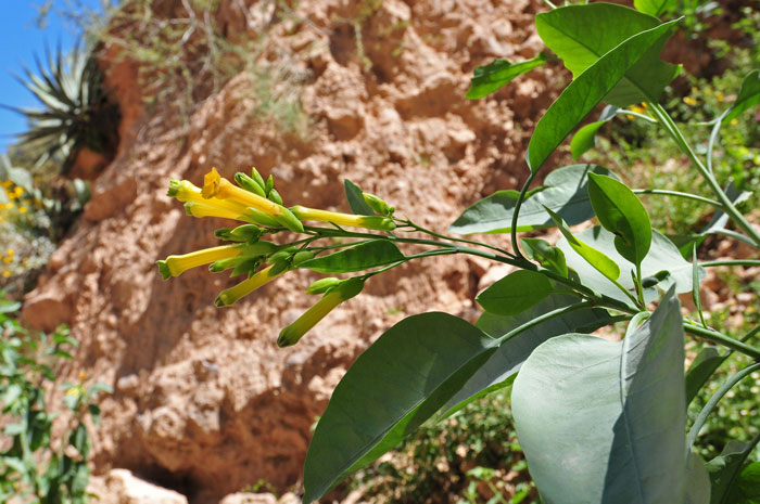 Tree Tobacco is an introduced species that has been used as a dermatological aid, hunting medicine and for several other purposes by North American indigenous peoples. Nicotiana glauca 